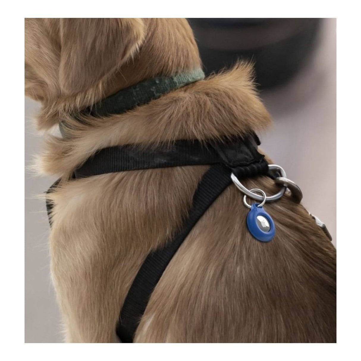 Belkin Waterproof Secure Holder with Key Ring for AirTag Blue MSC013btBL